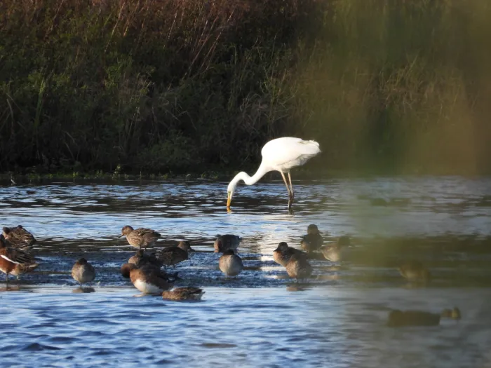 Gespotte Grote zilverreiger
