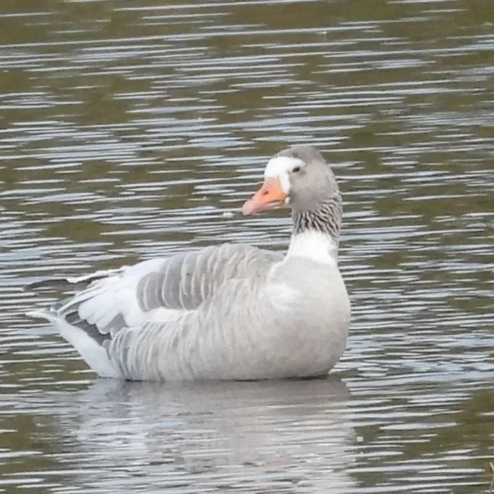 Gespotte Grauwe gans