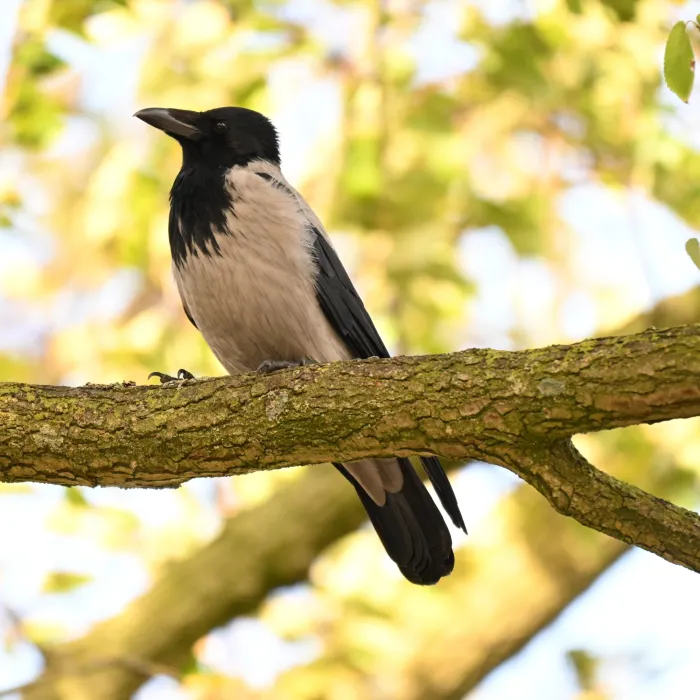 Gespotte Bonte kraai