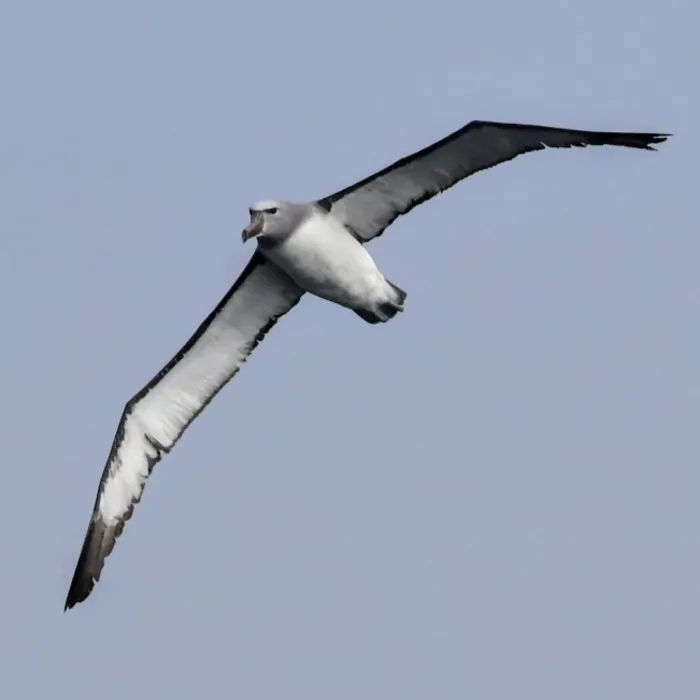 Gespotte Salvinalbatros