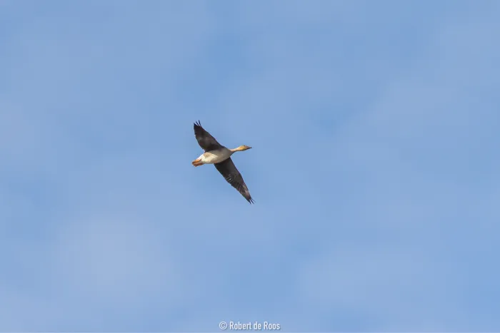 Gespotte Toendrarietgans