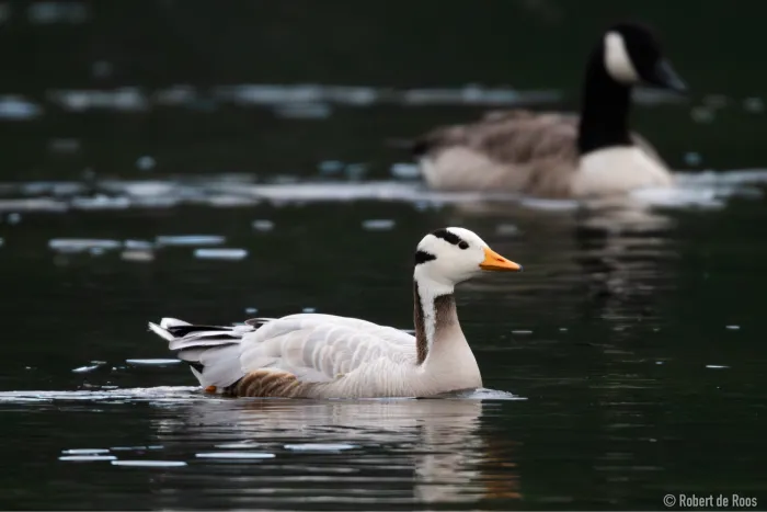 Gespotte Indische gans