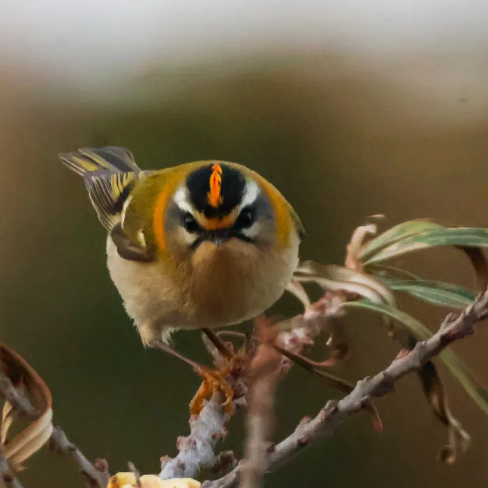 Gespotte Vuurgoudhaan