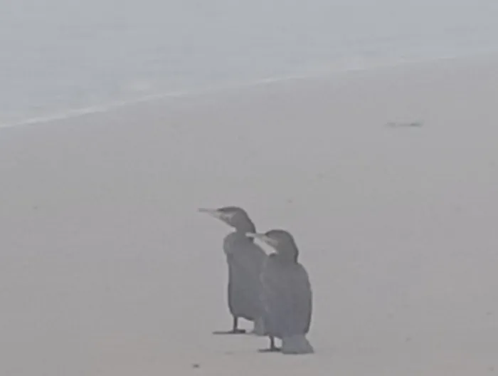 Gespotte Aalscholver