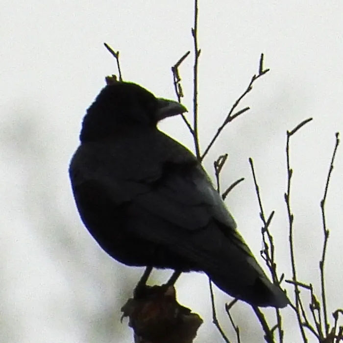 Gespotte Zwarte kraai