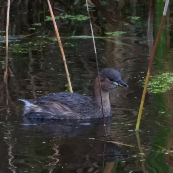 Spotted Little Grebe