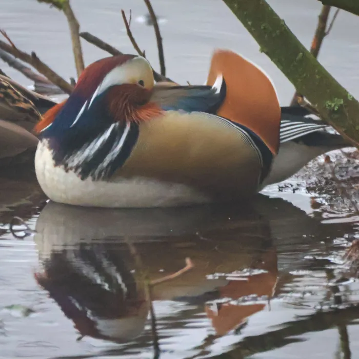 Gespotte Mandarijneend