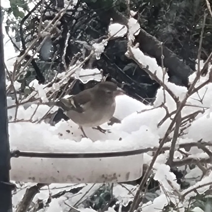 Gespotte Afrikaanse vink
