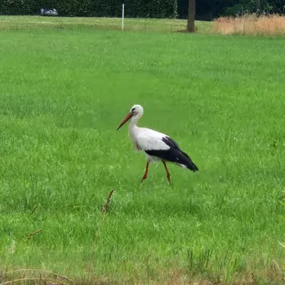 Gespotte Ooievaar
