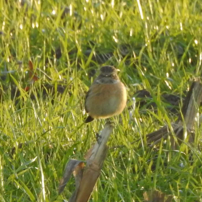 Gespotte Roodborsttapuit