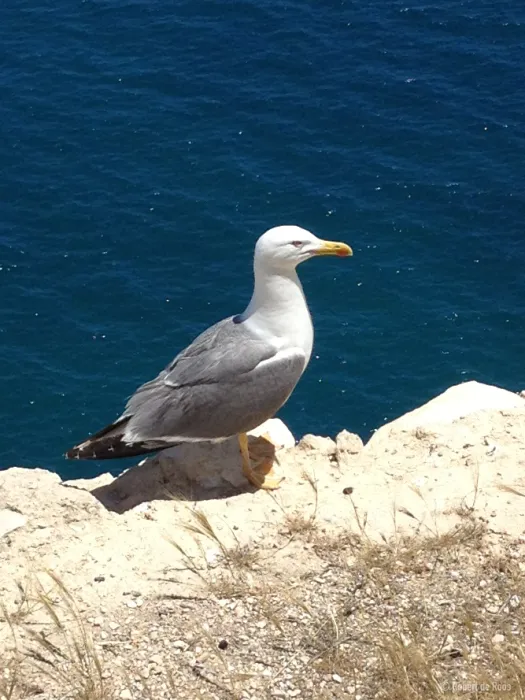 Gespotte Geelpootmeeuw