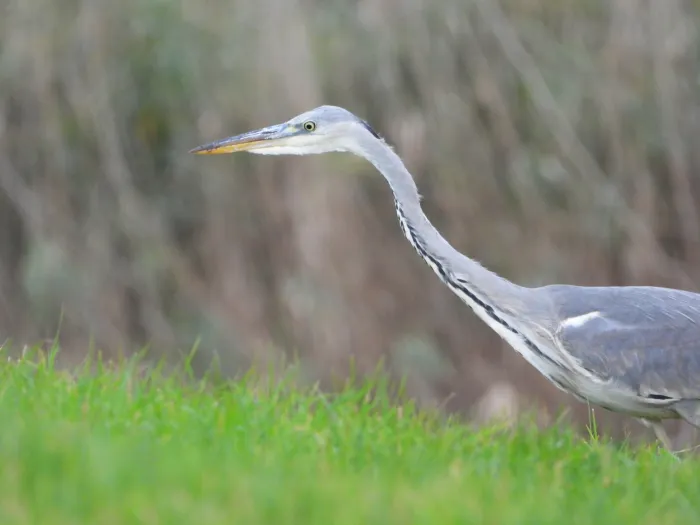 Gespotte Blauwe reiger