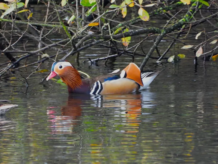Gespotte Mandarijneend