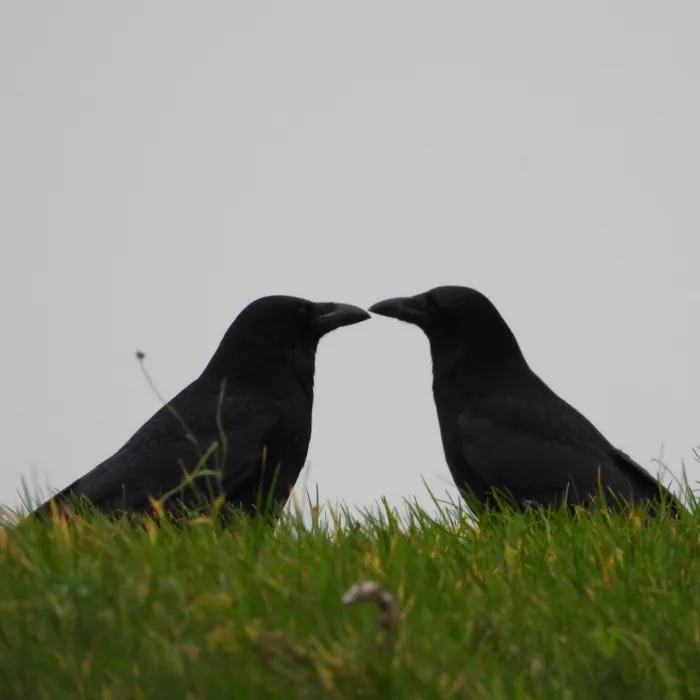 Gespotte Zwarte kraai