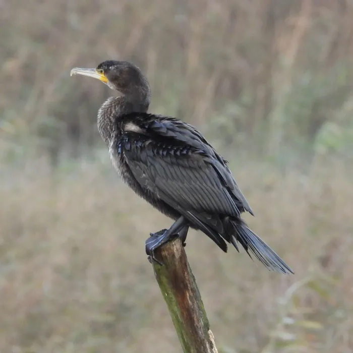 Gespotte Aalscholver