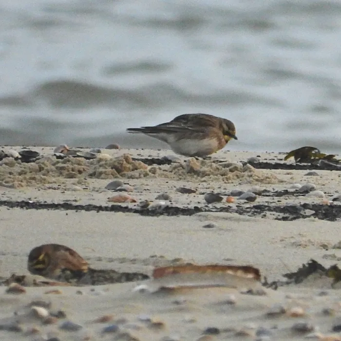Gespotte Strandleeuwerik