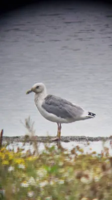 Gespotte Pontische meeuw