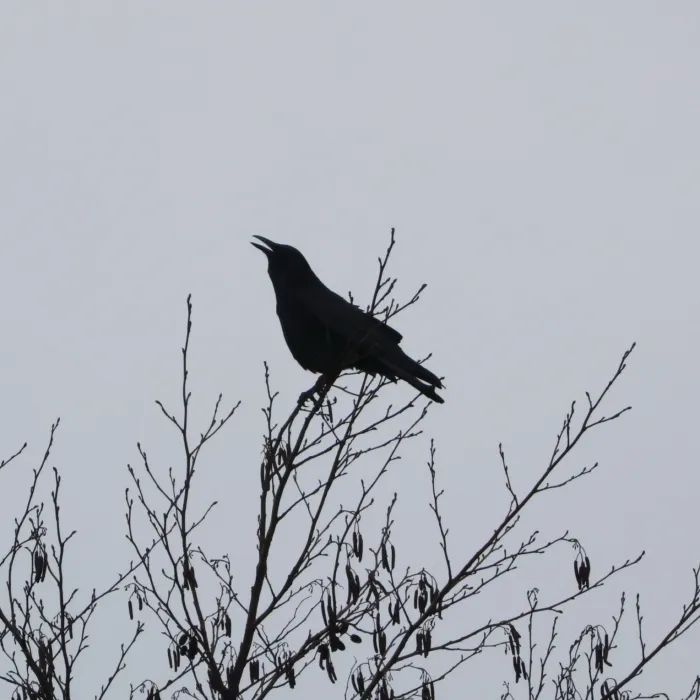 Gespotte Zwarte kraai