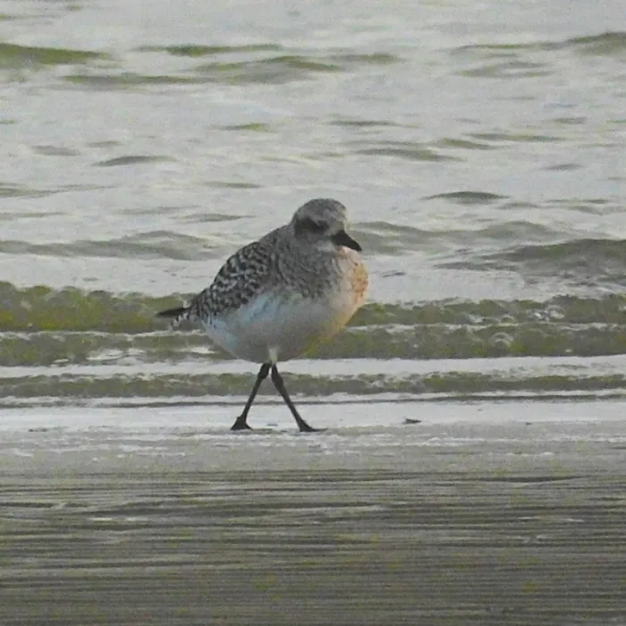 Gespotte Zilverplevier