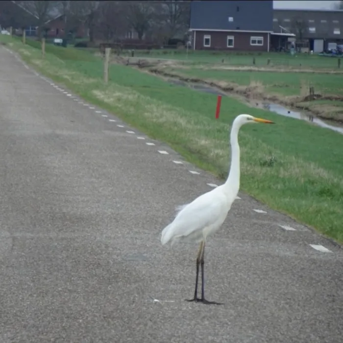 Gespotte Grote zilverreiger