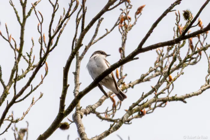 Gespotte Bonte vliegenvanger