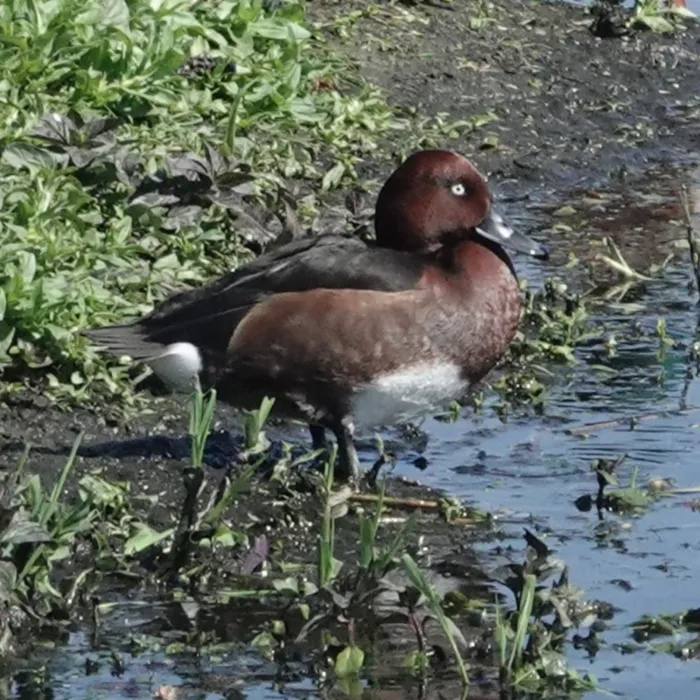 Spotted Ferruginous Duck