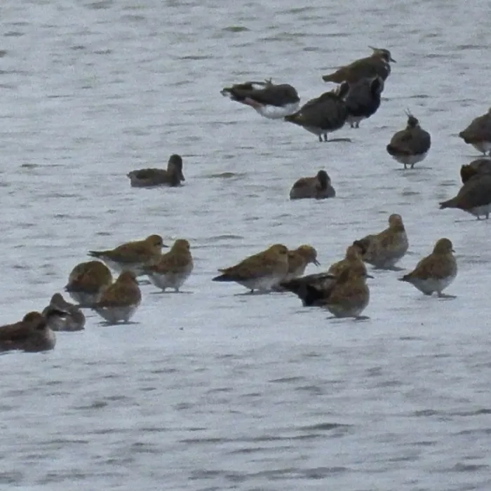 Spotted European Golden-Plover