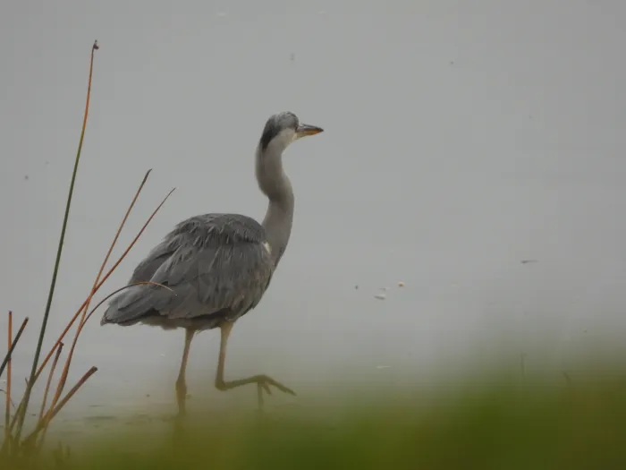 Gespotte Blauwe reiger