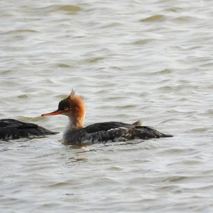 Gespotte Middelste zaagbek