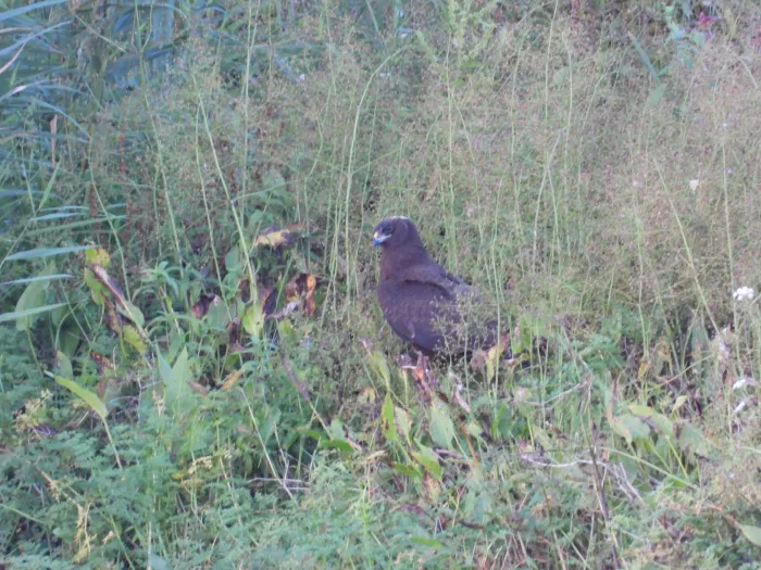 Gespotte Bruine kiekendief