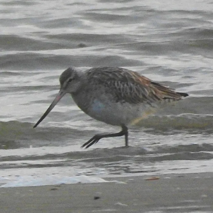 Gespotte Rosse grutto