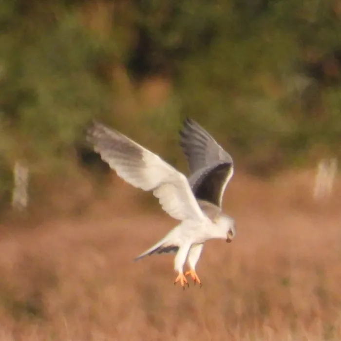 Gespotte Grijze wouw