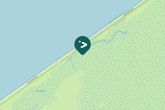 Gespotte Wilde zwaan