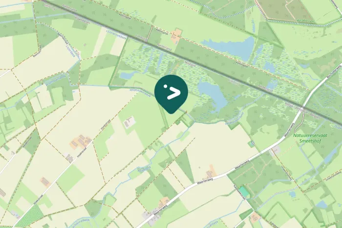 Gespotte Grauwe gans