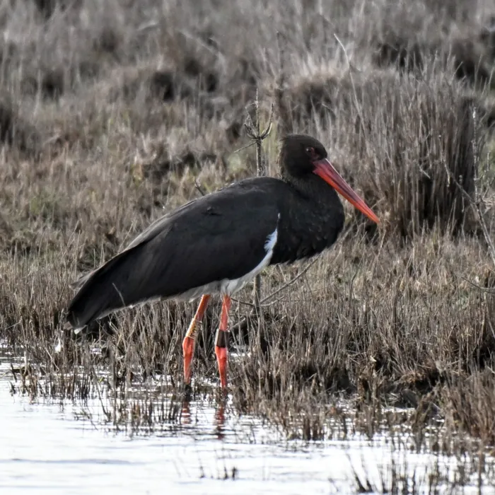 Gespotte Zwarte ooievaar