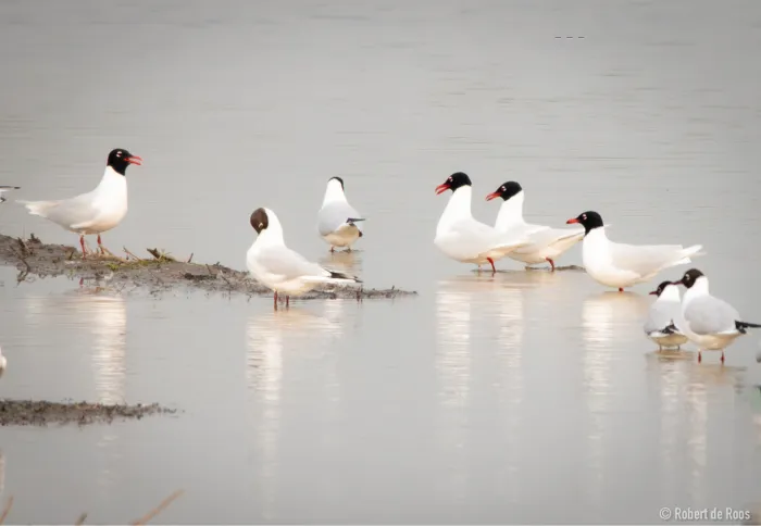 Gespotte Zwartkopmeeuw