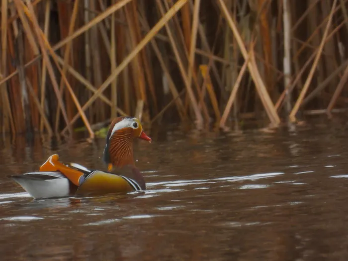 Gespotte Mandarijneend