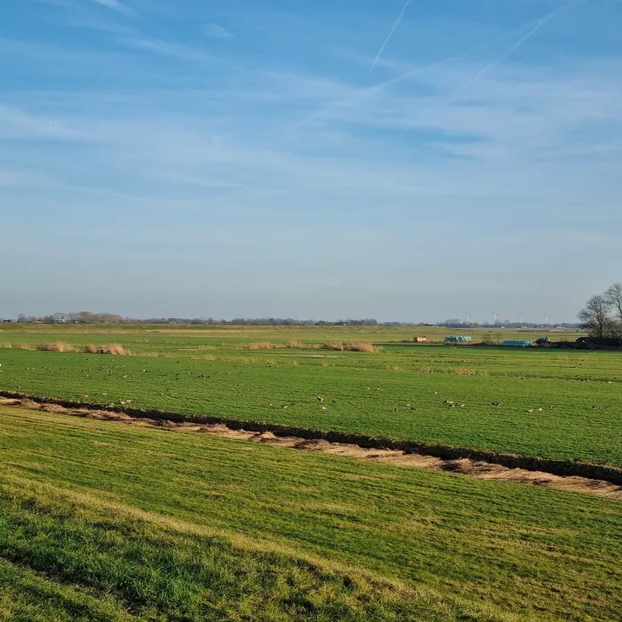 Gespotte Grauwe gans
