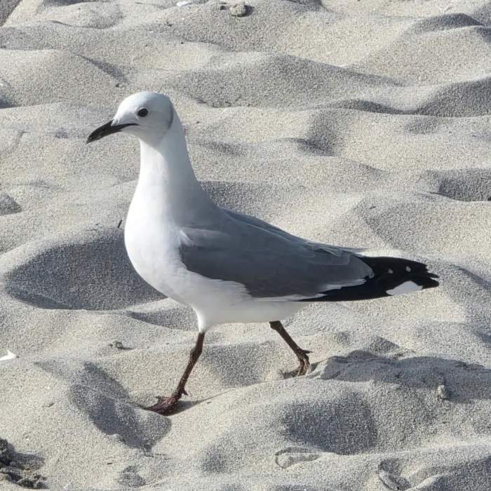 Gespotte Hartlaubmeeuw