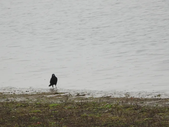 Gespotte Zwarte kraai