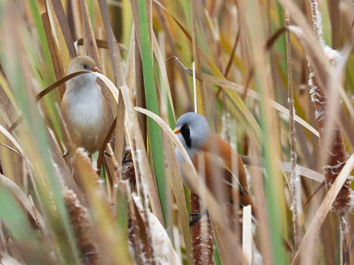 Spotted Bearded Reedling