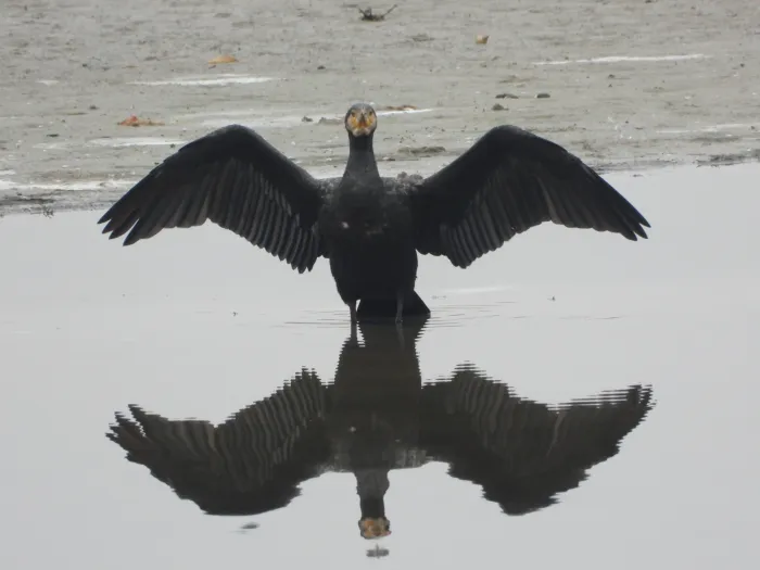 Gespotte Aalscholver