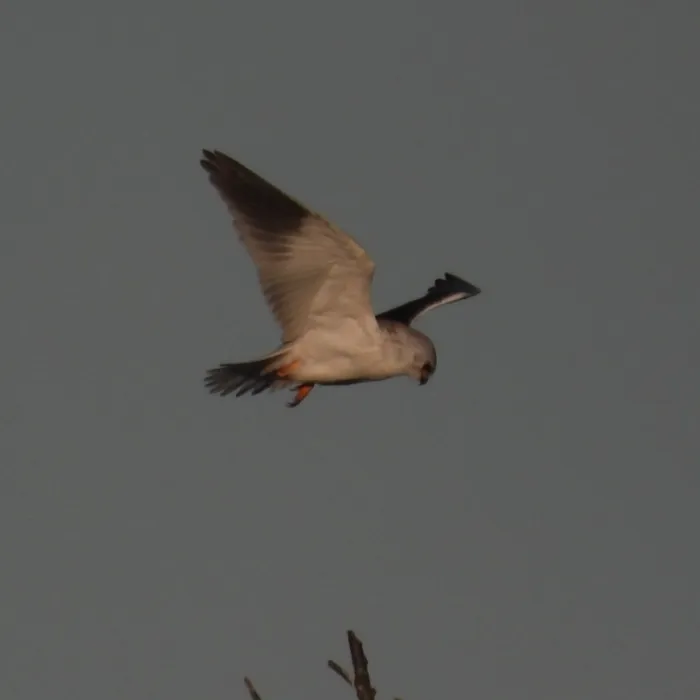 Spotted Black-winged Kite