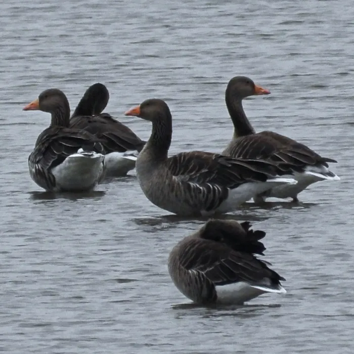 Spotted Graylag Goose