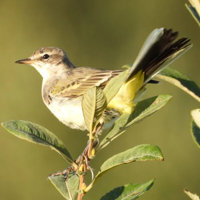 Gespotte Gele kwikstaart