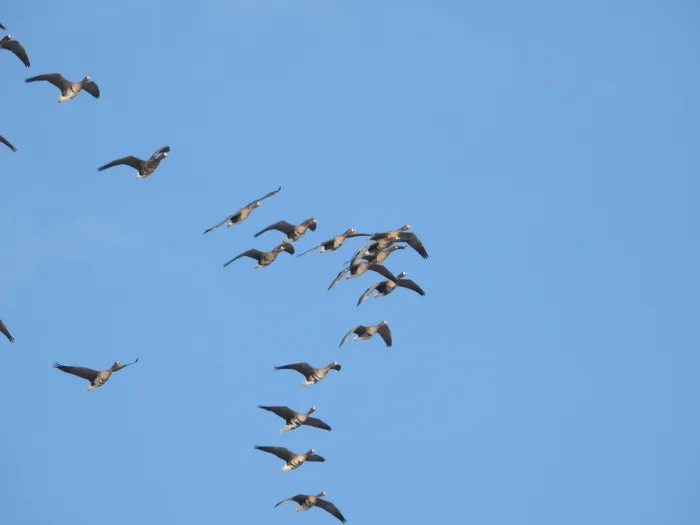 Gespotte Grauwe gans