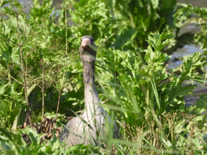 Gespotte Grauwe gans