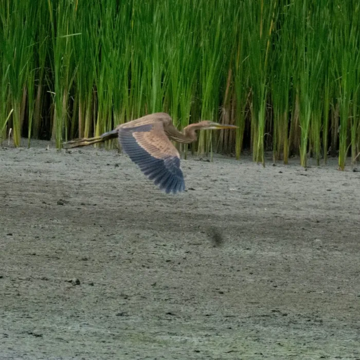 Spotted Purple Heron