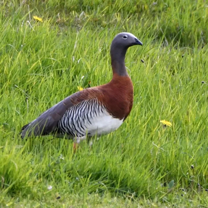 Gespotte Grijskopgans