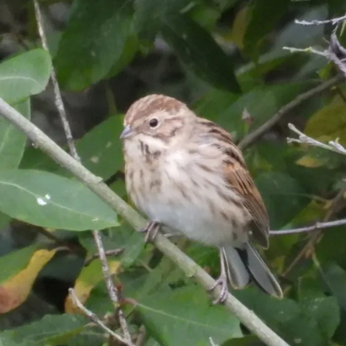 Spotted Reed Bunting